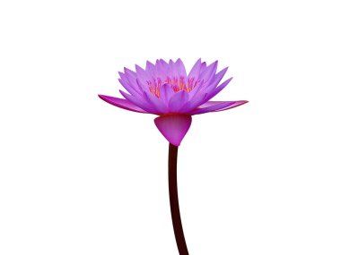 Nymphaea nouchali ya da Nilüfer çiçekleri beyaz arka planda izole edilmiş