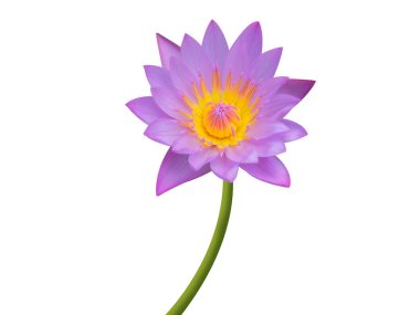 Nymphaea nouchali or Water lily flowers isolated on white background clipart