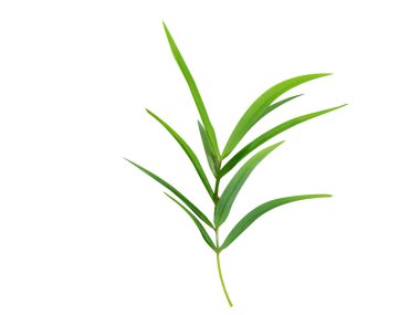 Polygonatum verticillatum veya Solomons beyaz arka planda izole edilmiş bitkileri kapatır