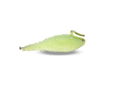 asclepias asperula veya milkweed yeşil meyve tohumları beyaz arka planda izole