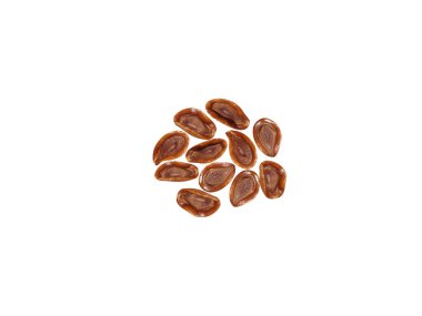 asklepias asperula ya da kurutulmuş süt tohumu beyaz arka planda izole edilmiştir.