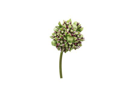 asclepias asperula or milkweed flowers isolated on white background clipart