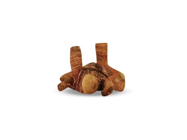 Alpinya galanga ya da mavi zencefilli kuru kökler beyaz arkaplanda izole edilmiş