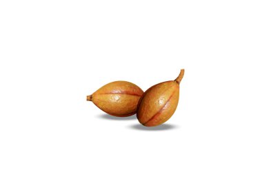 Soymida or Soymida febrifuga ripe fruits pair on white background clipart