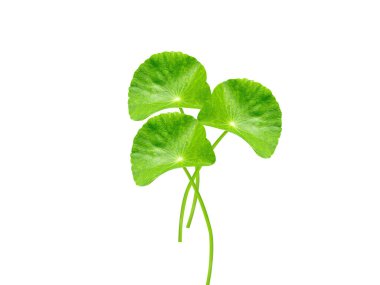 Beyaz arka planda yalıtılmış sentella asiatika ya da Asya pennywort yaprakları