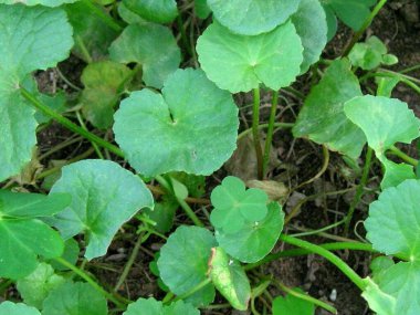 centella asiatica or asiatic pennywort plant with leaves clipart