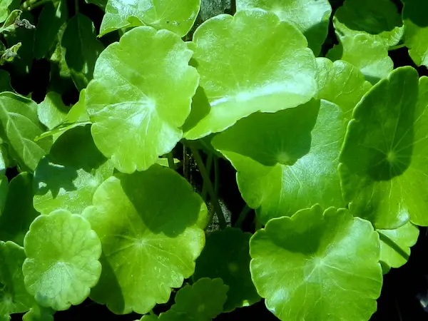 Sentella asiatica ya da yapraklı Asya pennywort bitkisi.