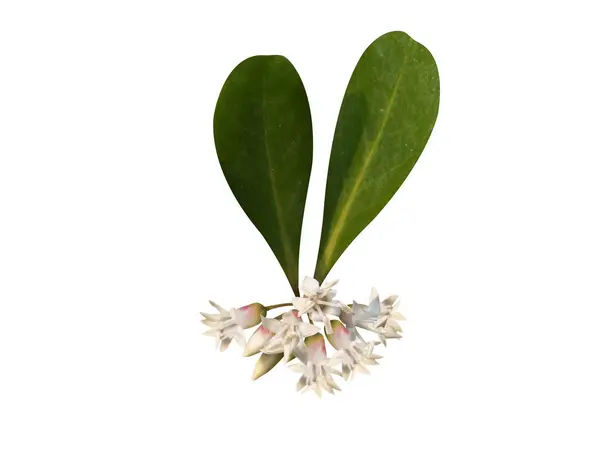 Aegiceras corniculatum ya da beyaz arkaplanda yaprakları olan siyah mangrov çiçeği