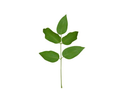 Schrebera swietenioides veya mala plasu yaprakları beyaz arka planda izole