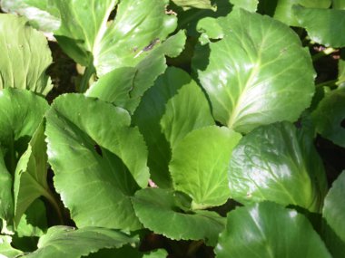 Bergenia ciliata veya Bergenia yeşil bitkisi