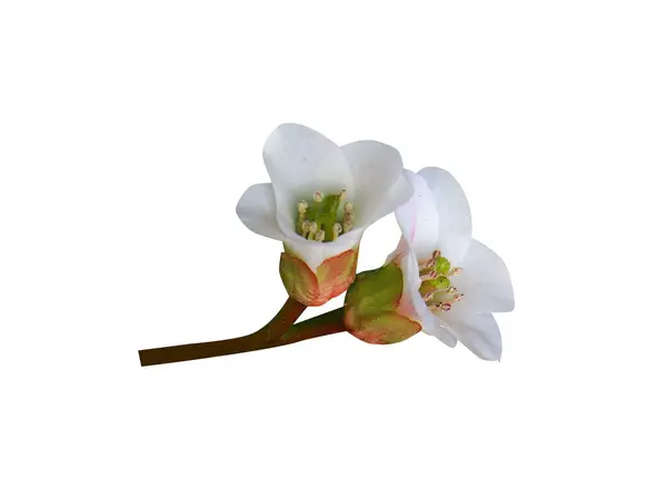 Bergenia ciliata ya da Bergenia çiçekleri beyaz arka planda izole edilmiş