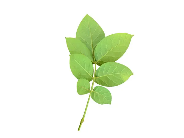 Stereospermum ya da Sarı Yılan Ağacı yaprakları beyaz arkaplanda izole