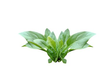 Spinacia oleracea ya da beyaz arka planda izole edilmiş ıspanak taze bitkisi