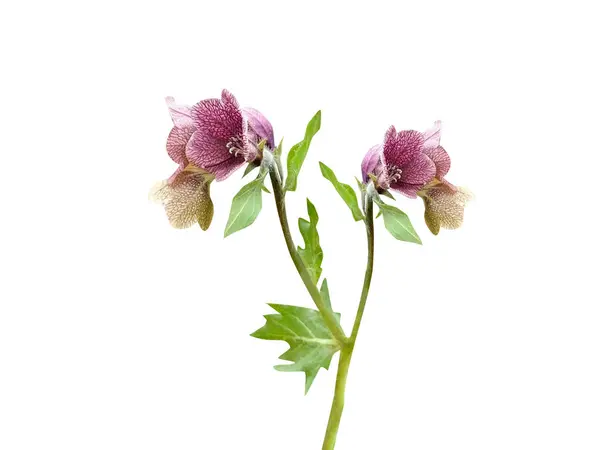 Hyoscyamus veya habanes çiçekleri beyaz arka planda izole edilmiş