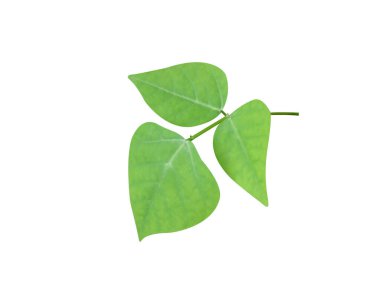 Erythrina variegata ya da kaplan pençesi yaprakları beyaz arka planda izole