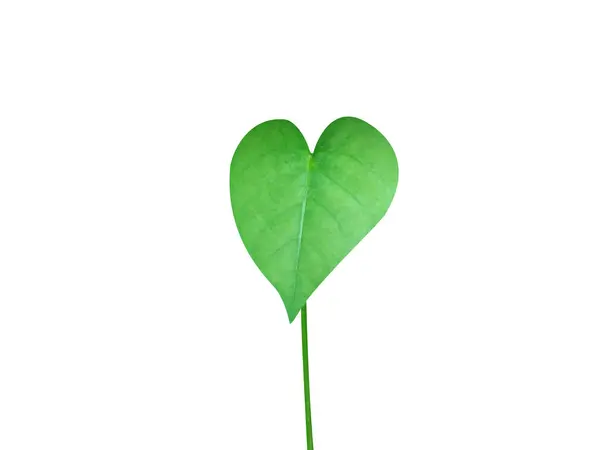 Beyaz arka planda izole edilmiş eritrina çeşitlemesi veya kaplan pençesi tohumu