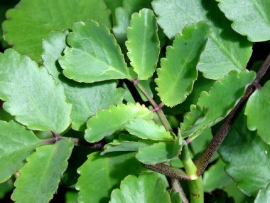 Kalanchoe pinnata veya hava bitkisi görüntüsü