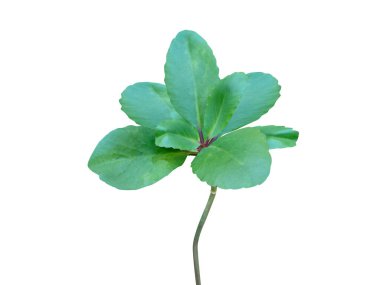 Kalanchoe pinnata ya da hava santrali görüntüsü beyaz arkaplanda izole edildi