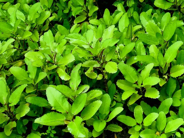 Kalanchoe pinnata veya hava bitkisi görüntüsü