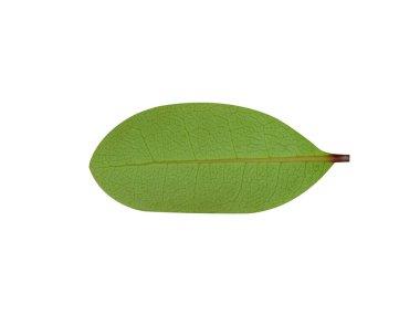 Beyaz arkaplanda izole edilmiş ksilokarpus granatum ya da top güllesi yaprakları