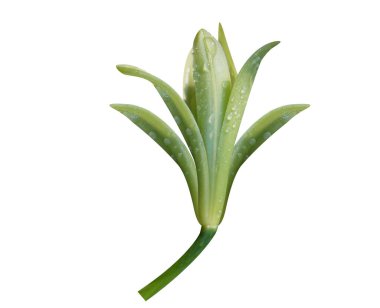 Vanilya planifolisi ya da beyaz arka planda izole edilmiş düz yapraklı vanilya çiçekleri