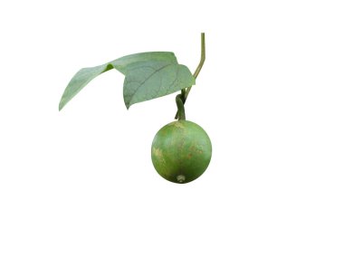 Trichosanthes tricuspidata or Bitter Snake Gourd single green fruits isolated on white background clipart