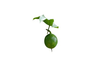 Trichosanthes tricuspidata or Bitter Snake Gourd single green fruits isolated on white background clipart