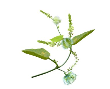 Tragia involucrata or Indian stinging nettle plant with flower buds isolated on white background clipart