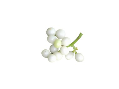 Beyaz arka planda izole edilmiş Cyclea peltata veya terung kuman meyveleri