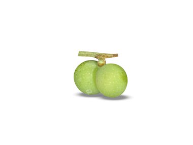 Cocculus hirsutus veya süpürge sarmaşık yeşil meyveler beyaz arka planda izole