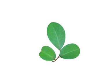 Flueggea leucopyrus or spinous fluggea green leaves isolated on white background clipart