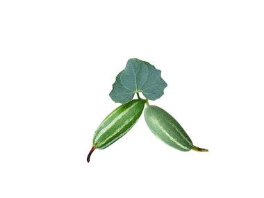 Trichosanthes dioica or Pointed gourd fruit with leaves isolated on white background clipart