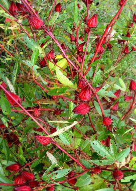 Hibiscus sabdariffa or Roselle plant with fruits clipart