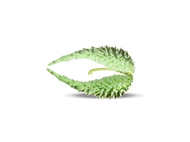 Beyaz arka planda izole edilmiş Pergularia daemia veya sarmaşık asması meyveleri