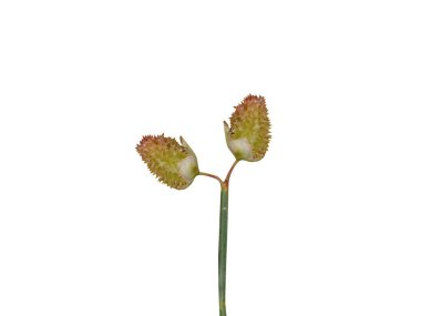 Beyaz zemin üzerinde izole Calligonum poligonoides veya phoga tohumları