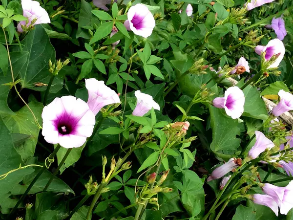 Ipomoea yarasaları veya tatlı patates bitkileri