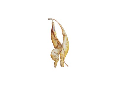 Sinopodophyllum altıyüzlü veya Himalaya, beyaz arka planda yalıtılmış elma kökleri olabilir