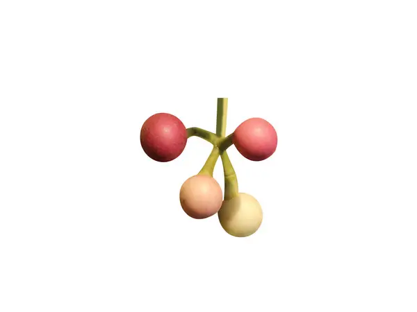 Anamirta cocculus veya Cocculus Indicus beyaz arka planda izole taze meyveler