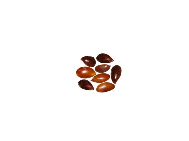 Beyaz arka planda izole Madhuca longifolia veya madhuka tohumları