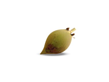 Madhuca longifolia or madhuka single fruits isolated on white background clipart