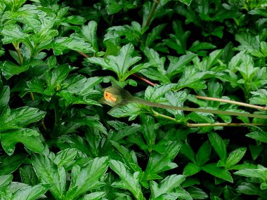 Sphagneticola takvimi ya da çiçek desenli pitabhringa bitkisi