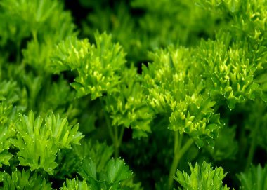 Petroselinum crispum veya Maydanoz bitkisi görüntüsü