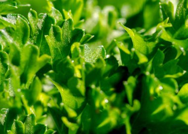 Petroselinum crispum veya Maydanoz bitkisi görüntüsü