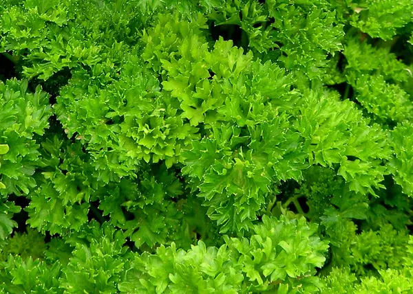 Petroselinum crispum veya Maydanoz bitkisi görüntüsü