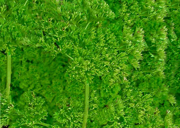 Petroselinum crispum veya Maydanoz bitkisi görüntüsü