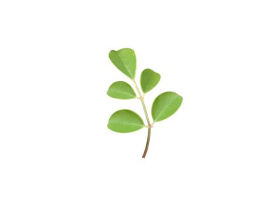 Moringa ya da Moringa oleifera yaprakları beyaz arka planda izole edilmiş