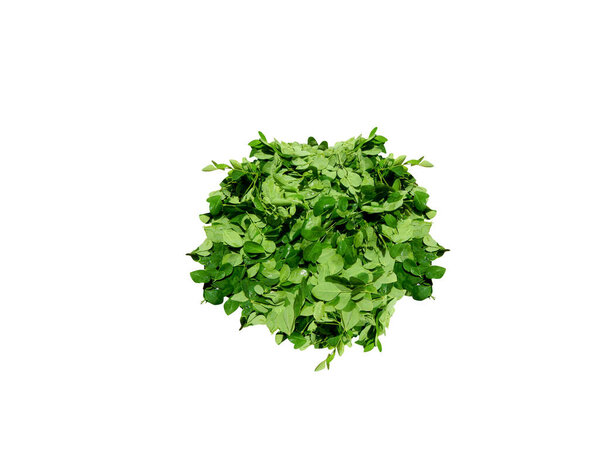Moringa or Moringa oleifera leaves isolated on white background