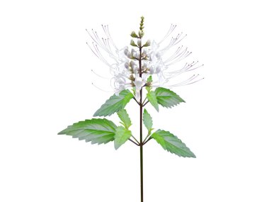 Beyaz arkaplandaki çiçekli ortopedi veya kedi bıyığı bitkisi