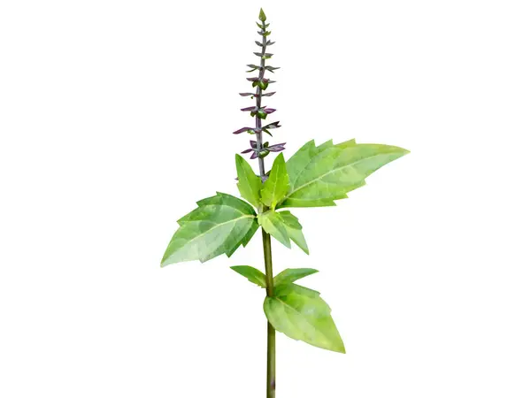 Beyaz arkaplandaki çiçekli ortopedi veya kedi bıyığı bitkisi