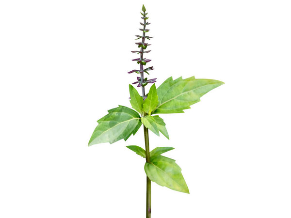 Orthosiphon aristatus or cat's whiskers plant with flowers isolated on white background